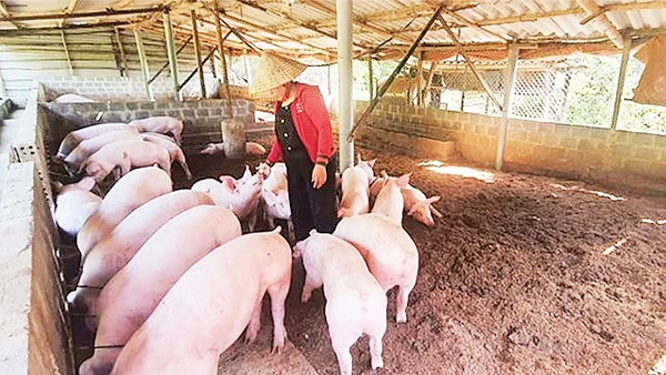 Việc nuôi lợn an toàn sinh học tại các hộ chăn nuôi nhỏ lẻ là khả thi. (Nguồn: H&D J.S.C)