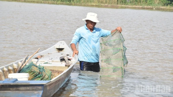 Nông dân xã Mỹ Thành, tỉnh Đồng Tháp giăng 12 cửa ngục để bắt thủy sản trên đồng ruộng.