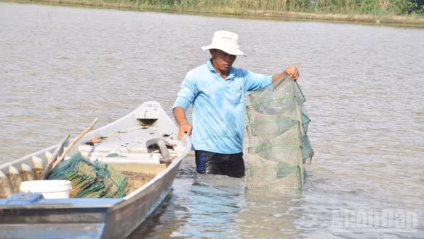 Nông dân xã Mỹ Thành, tỉnh Đồng Tháp giăng 12 cửa ngục để bắt thủy sản trên đồng ruộng.