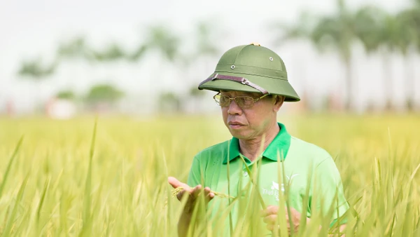 Doanh nhân Trần Mạnh Bảo, Chủ tịch Hội đồng quản trị ThaiBinh Seed.