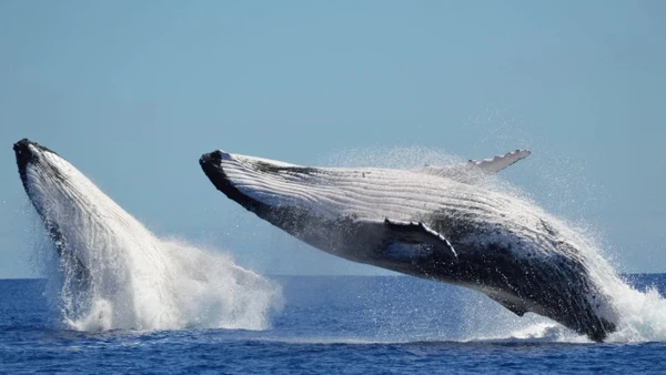 Cá voi xanh giống như “lính canh” đại dương và tiếng hát của chúng gợi mở nhiều điều về sức khỏe của hệ sinh thái.