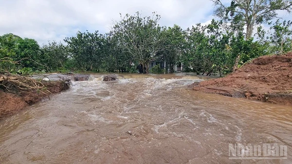 Đoạn sạt lở đê bao tối 23/10 đã làm ảnh hưởng đến 15ha cây ăn trái và 6 hộ dân sinh sống nơi đây. 