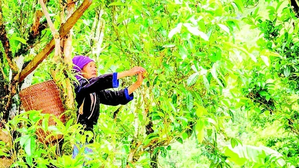 Đồng bào dân tộc H'Mông ở xã Sín Chải thu hái búp chè trên cây chè Shan tuyết cổ thụ.