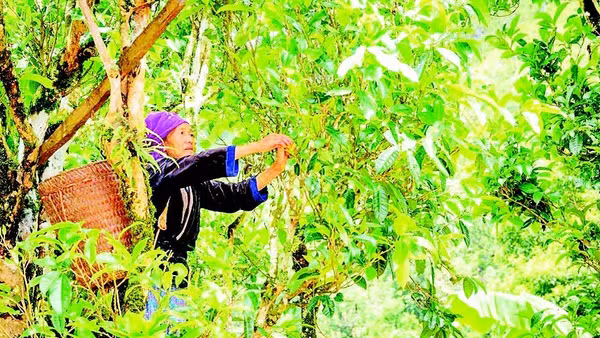 Đồng bào dân tộc H'Mông ở xã Sín Chải thu hái búp chè trên cây chè Shan tuyết cổ thụ.