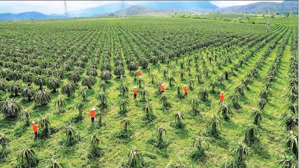 Nhiều nông dân trồng giống thanh long mới.