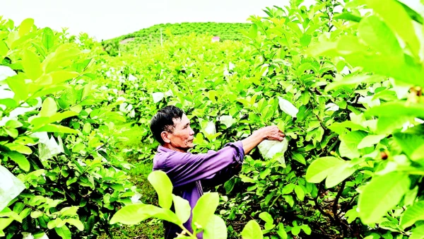 Vườn ổi rộng hàng héc-ta giữa thung lũng xã Phúc Hòa, tỉnh Bắc Ninh. (Ảnh BẢO LONG)