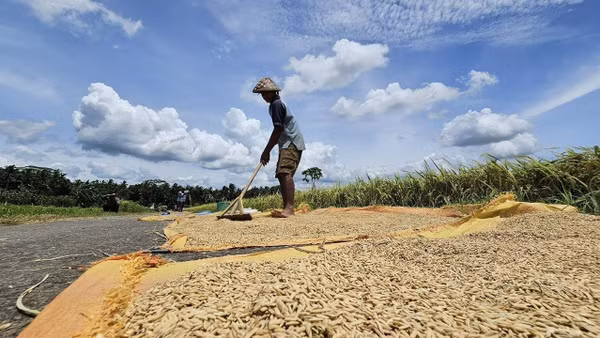 Indonesia đang triển khai các biện pháp ứng phó nguy cơ El Niño. Ảnh: Nông dân Indonesia phơi lúa ngay bên bờ ruộng/TTXVN 