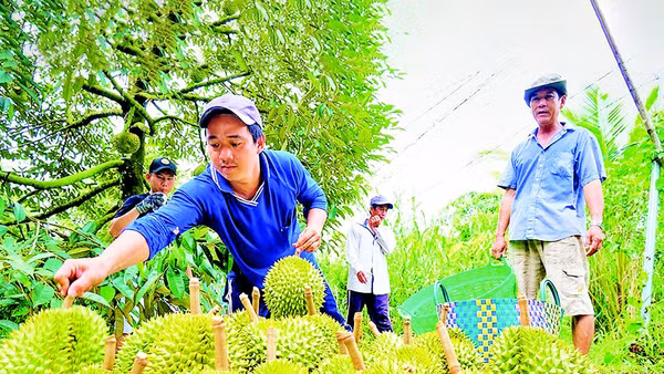 Nông dân An Giang thu hoạch sầu riêng. (Ảnh PHONG LINH)