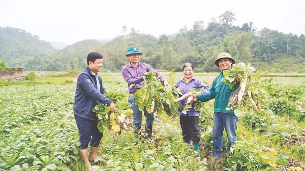 Được mùa củ cải Nhật ở xã Yên Phong. (Ảnh: VĂN TRIỀU)