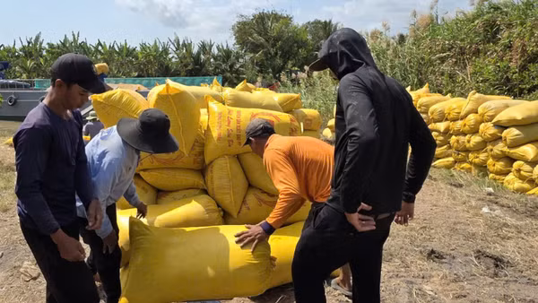 Nông dân Cần Thơ thu hoạch lúa đông xuân.