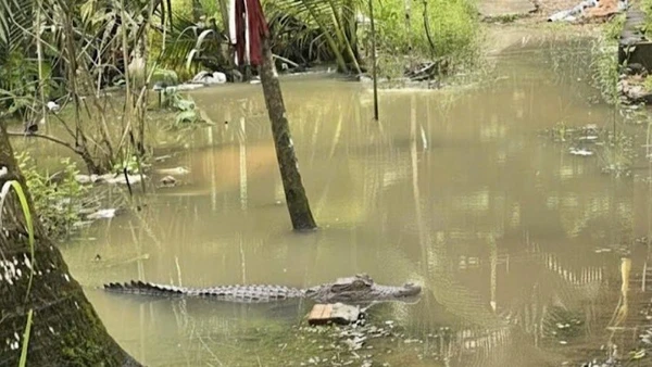 Hình ảnh cá sấu do người dân chụp ở vườn nhà.