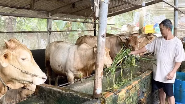 Nông dân Cần Thơ vay vốn chính sách nuôi bò, tạo việc làm, tăng thu nhập.