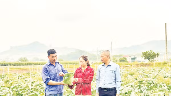 Mô hình trồng rau tại Hợp tác xã Lộc Thành. 