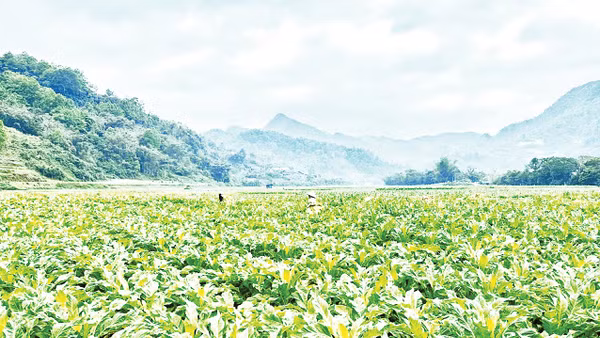 Bà con xã Tam Kim thu hoạch cây thuốc lá. 