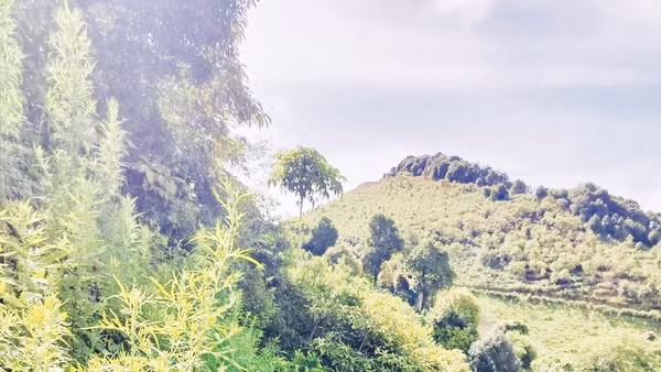 Cây ngải cứu rừng ở vùng cao Tà Xùa.