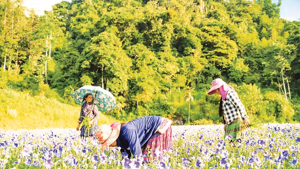 Nương trồng cây cát cánh ở Lùng Phình.