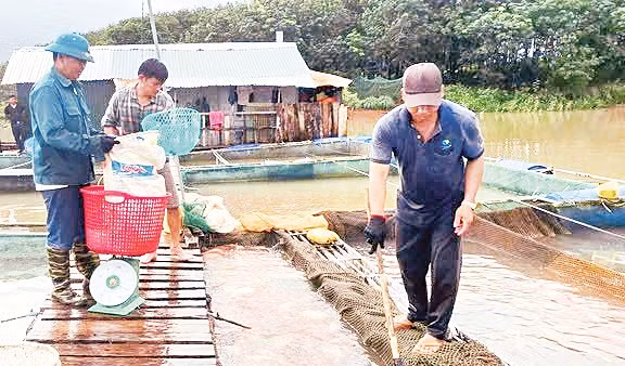 Người dân mưu sinh bằng nghề nuôi cá bè và đánh bắt thủy sản trên sông Pô Kô. 