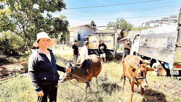 Người dân các xã Thọ Sơn và Bù Đăng vui mừng khi được nhận bò và nông cụ sản xuất. 