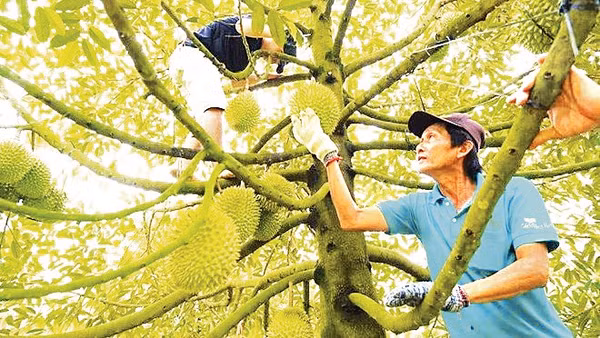 Nếu khai thác và điều tiết nước hiệu quả sẽ thúc đẩy phát triển sản xuất nông nghiệp bền vững. Ảnh: Phong Linh