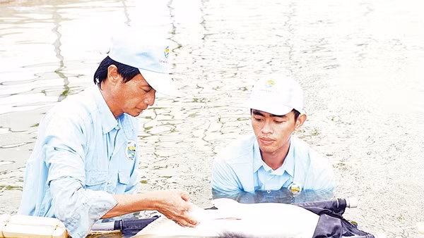 Kiểm tra giống cá tra tại Công ty cổ phần Cá tra Việt - Úc An Giang. Ảnh : VĂN PHÔ