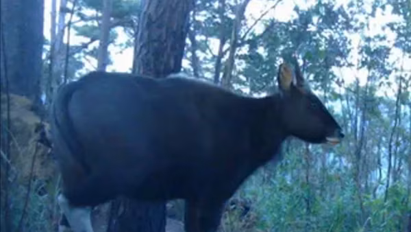 Hình ảnh bò tót, lưu trong bẫy ảnh, do Vườn quốc gia Núi Chúa-Phước Bình cung cấp cho báo chí.