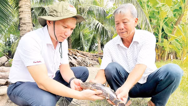 Nhà nông vùng đồng bào dân tộc thiểu số xã Tân Lộc, tỉnh Cà Mau kết hợp nuôi cá bống tượng trong ao cá nước ngọt cải thiện thu nhập trên cùng diện tích canh tác.