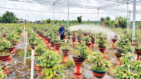 Sản xuất hoa kiểng là nghề truyền thống của nông dân tại tỉnh Vĩnh Long.