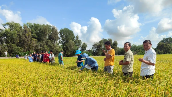 Nông dân Đồng bằng sông Cửu Long áp dụng thực hành canh tác bền vững nhằm đáp ứng yêu cầu của các thị trường xuất khẩu cao cấp khi tham gia dự án Chuỗi giá trị lúa gạo bền vững tại vùng do ACIAR và SunRice đồng đầu tư giai đoạn 2022-2025. (Ảnh: Đại sứ quán Australia)