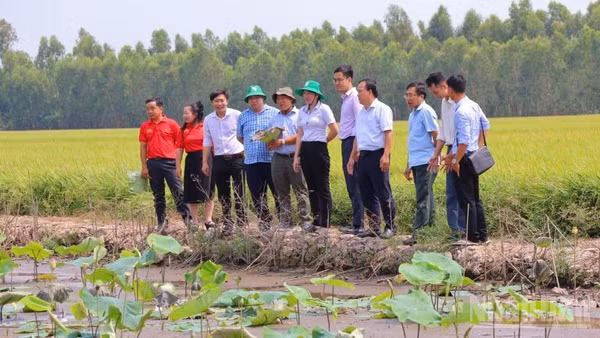 Cán bộ kỹ thuật, tư vấn và hộ nông dân xuống tận ruộng sen xem tình hình dịch bệnh cây sen. (Ảnh: PV)