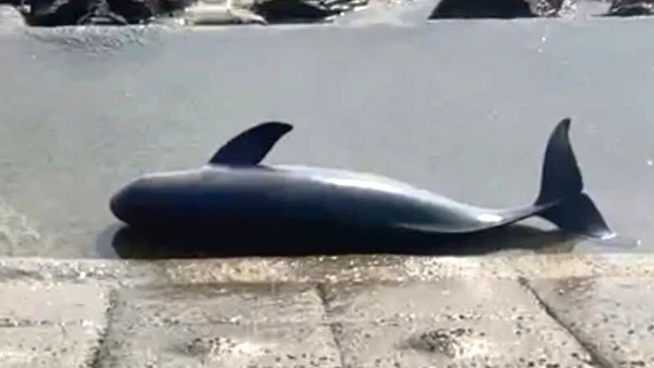 Con cá voi chết dạt vào bờ biển Cảnh Dương, xã Hòa Trạch, tỉnh Quảng Trị. (Ảnh: ND)