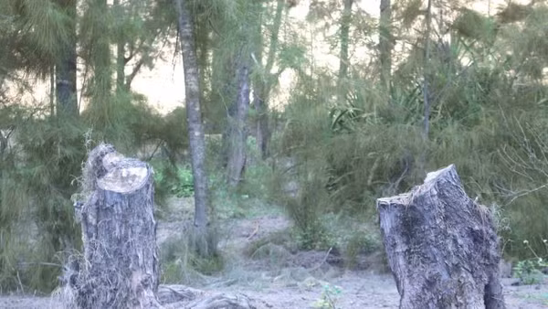 Nhiều cây phi lao hàng chục năm tuổi chắn gió bão ven biển bị chặt phá trái phép ở xã Hòa Trạch, tỉnh Quảng Trị.