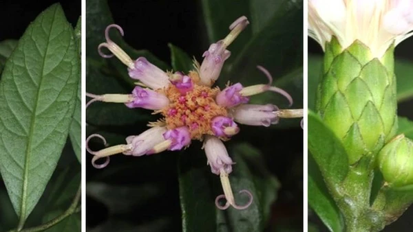 Hình thái lá, hoa của loài thực vật Bạch đầu Phong Nha-Kẻ Bàng.