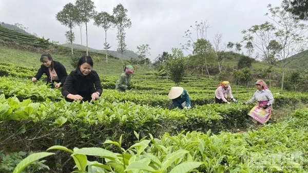 Thu hái chè ở Lào Cai. (Ảnh: THANH SƠN)