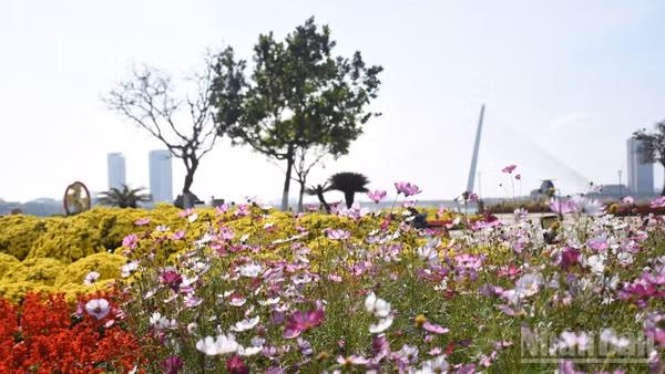 Đà Nẵng mùa xuân Bính Ngọ năm 2026. 