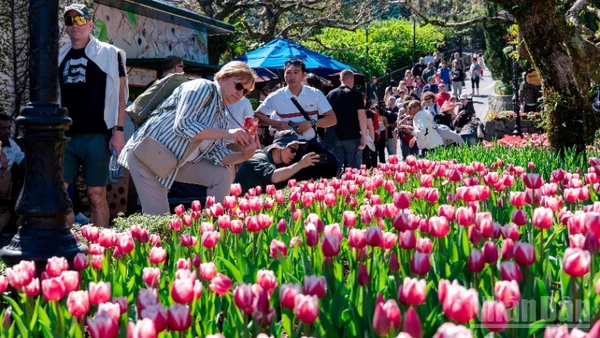 Hàng nghìn du khách đổ về ngắm hoa tulip trên đỉnh Bà Nà, Đà Nẵng. 