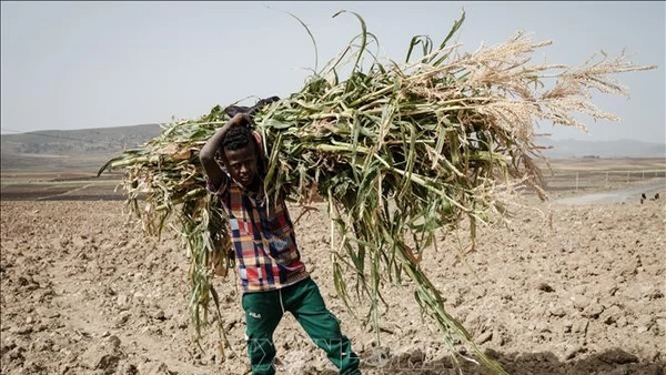 Em nhỏ làm việc dưới trời nắng nóng tại Tigray, Ethiopia. (Ảnh: AFP/TTXVN)