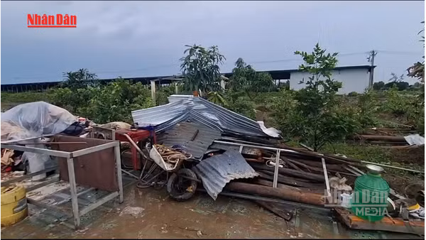 [Video] Dông lốc tại Cà Mau làm 75 căn nhà hư hại, 4 người bị thương