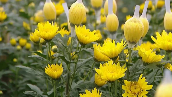 [Video] Sắc xuân rộn ràng trên những cánh đồng hoa Tây Tựu