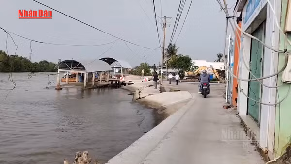 [Video] Cà Mau: Sạt lở, sụt lún đất diễn biến phức tạp, nhiều tuyến giao thông bị ảnh hưởng
