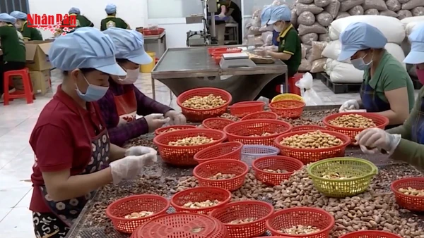 [Video] Xuất khẩu điều “bùng nổ” vào đầu năm 2026