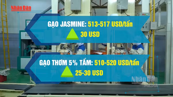 [Video] Giá gạo xuất khẩu của Việt Nam tăng trở lại
