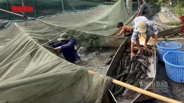 [Video] Làng nuôi cá lóc Đồng Nai vào cao điểm thu hoạch dịp vía Thần Tài