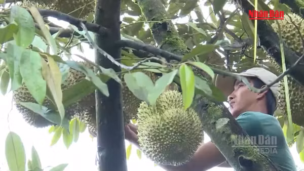 [Video] Phân cấp cho cấp xã cấp mã số vùng trồng, cơ sở đóng gói