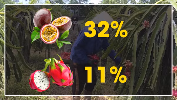 [Video] Tăng cường kiểm soát dư lượng thuốc bảo vệ thực vật đối với nông sản xuất khẩu sang EU