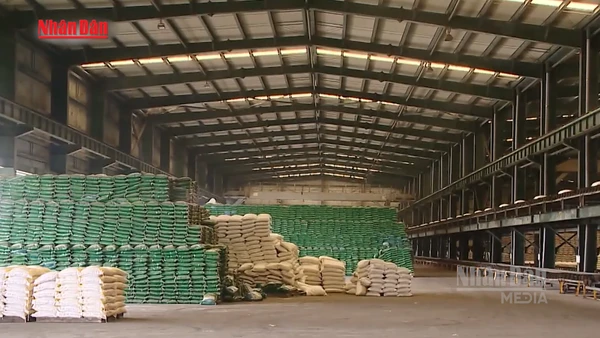 [Video] Giá phân bón tăng mạnh do ảnh hưởng của chiến sự Trung Đông