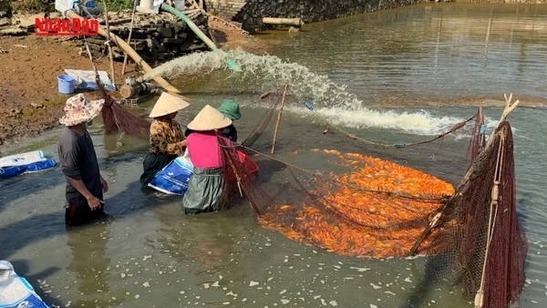 [Video] Thủ phủ cá chép đỏ ở Đồng Nai nhộn nhịp trước ngày Ông Táo