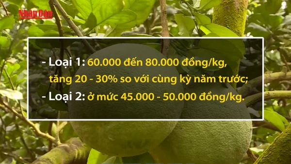 [Video] Bưởi tết 2026 có xu hướng tăng giá do mất mùa