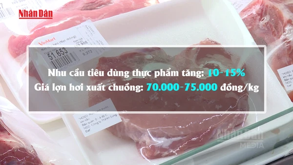[Video] Dự báo giá lợn hơi dịp Tết quanh mức 70.000-75.000 đồng/kg