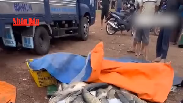 [Video] Hơn 150 tấn cá lồng bè trên hồ Trị An chết hàng loạt, thiệt hại khoảng 6 tỷ đồng