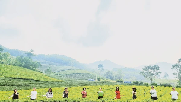 Du khách trong nước, quốc tế tham quan, trải nghiệm tại đồi chè ở Thái Nguyên.
